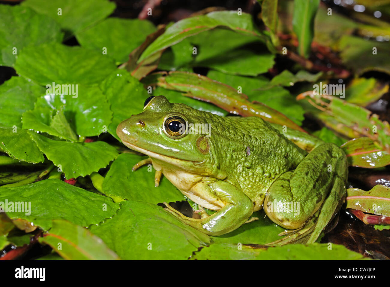 marsh frog, lake frog (Rana ridibunda, Pelophylax ridibundus), sitting on floating leaves