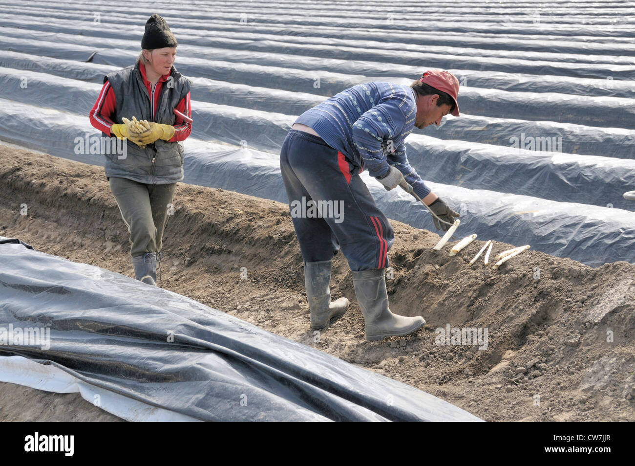 two Armenian helpers at the aspergus harvest, Germany, North Rhine-Westphalia, Koeln-Meschenich, Cologne Stock Photo
