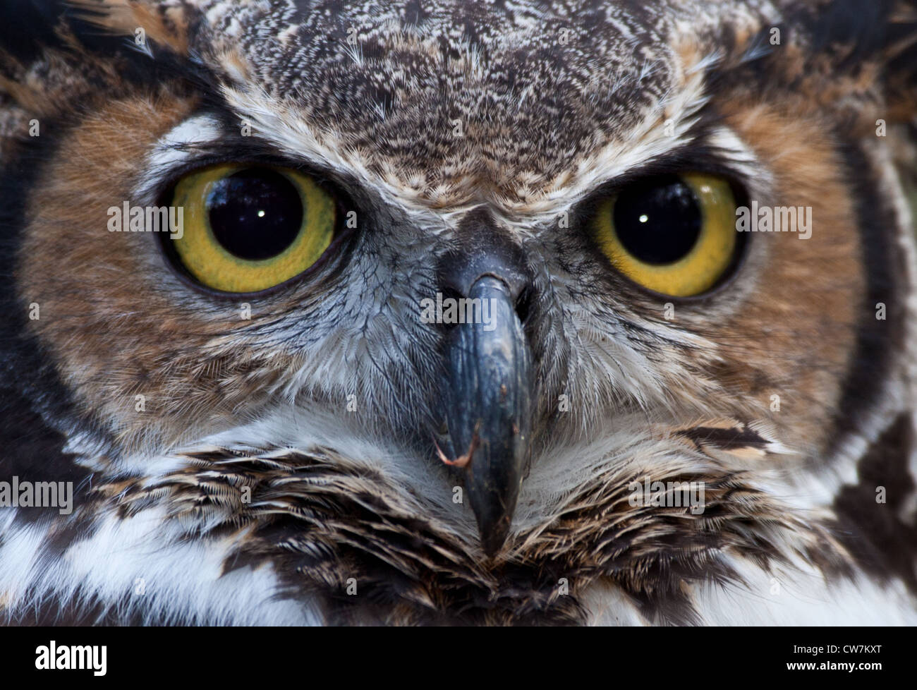 Great Horned Owl Eyes