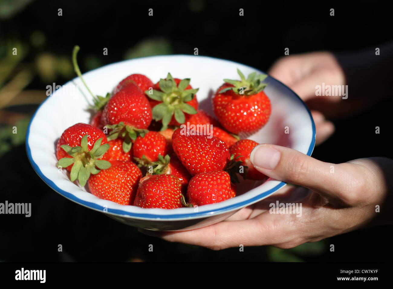 A close up of a bowl of fresh strawberries being held in a woman's hands. Stock Photo