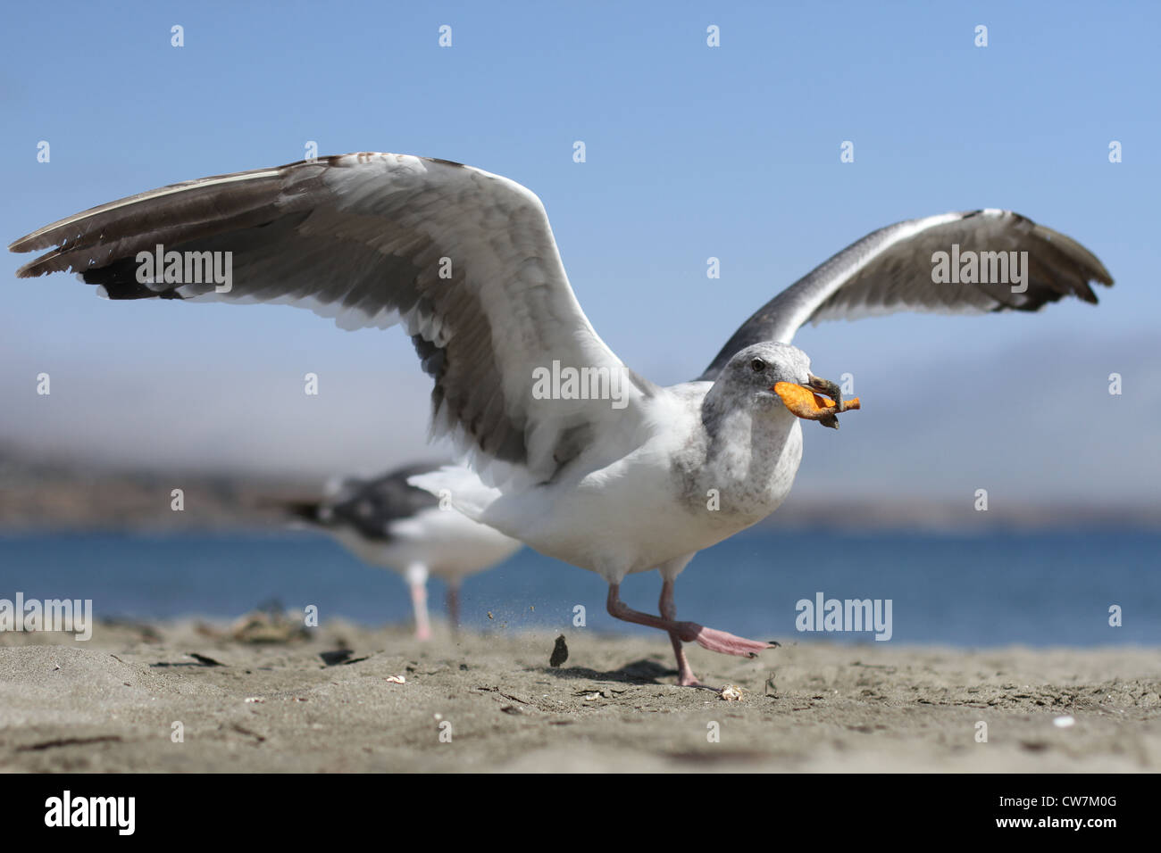Seagull chips hi-res stock photography and images - Alamy