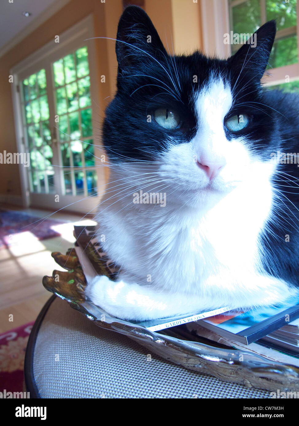 an indoor cat looks off into the distance Stock Photo - Alamy