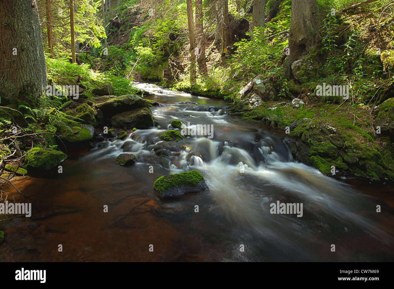The river runs over boulders in the primeval forest Stock Photo