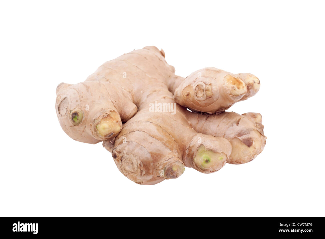 Gingers root in flavoring cooking in isolated white background Stock