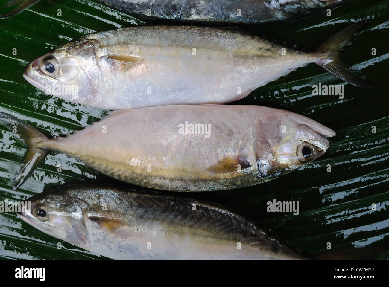 Mackerel,is a common fish in Arabian sea.very popular and widely used in South India. Stock Photo