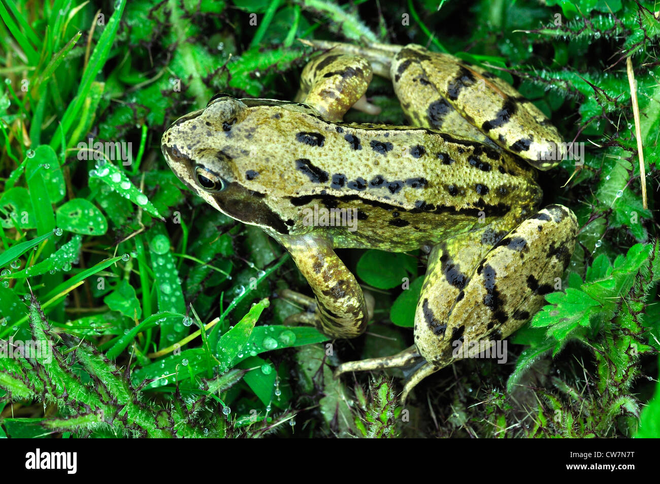 A common frog in the grass UK Stock Photo
