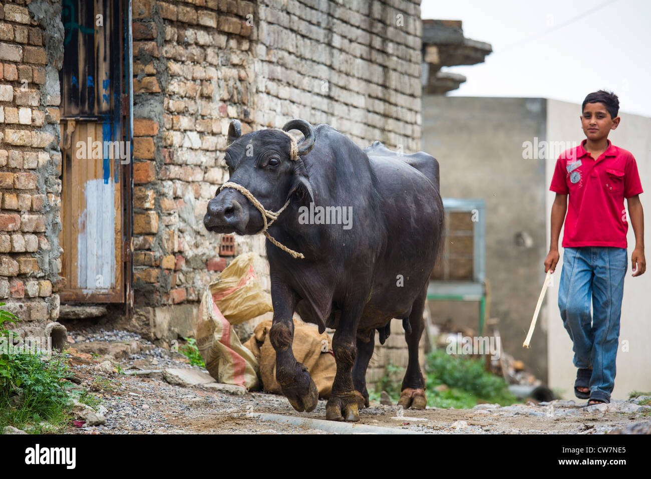 Livestock, Said Pur Village, Islamabad, Pakistan Stock Photo