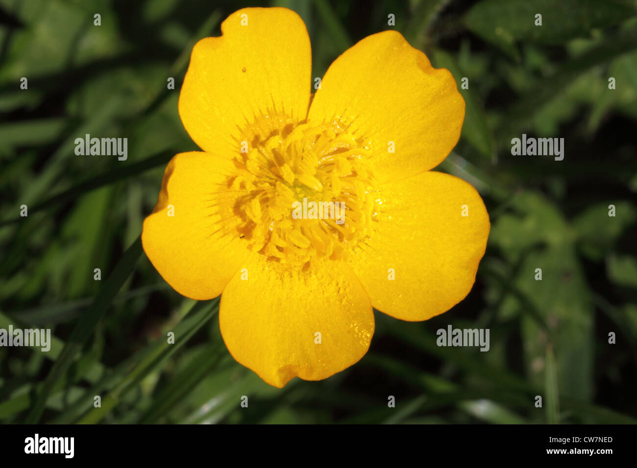 Close up of single buttercup flower Stock Photo Alamy