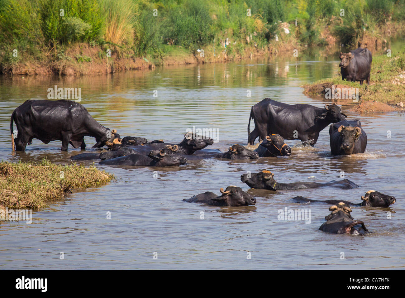 Water buffalo in the river in Islamabad, Pakistan Stock Photo - Alamy