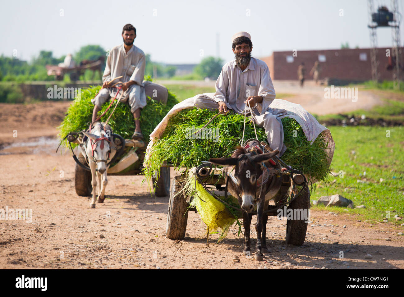 Farmers hauling grass near Islamabad, Pakistan Stock Photo Alamy