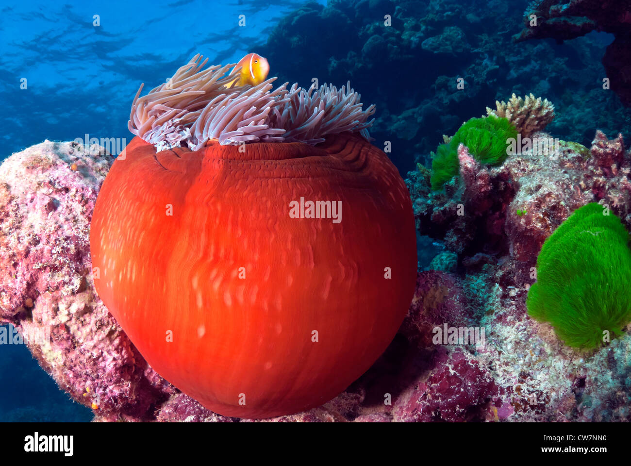 Pink Anemone Fish in a closed anemone, Great Barrier Reef, Coral Sea, South Pacific Ocean, Australia Stock Photo