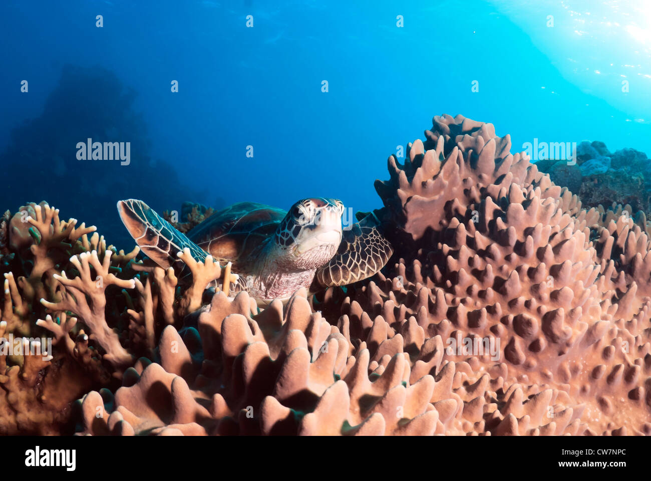 Green sea turtle Chelonia mydas is resting on a coral reef, Coral Sea, Great Barrier Reef, Pacific Ocean, Queensland Australia Stock Photo