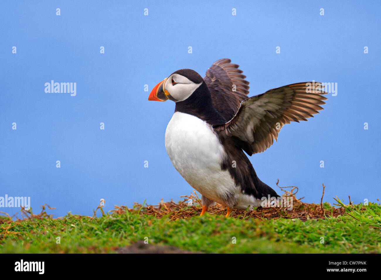 Puffin with wings stretched ready for flight Stock Photo
