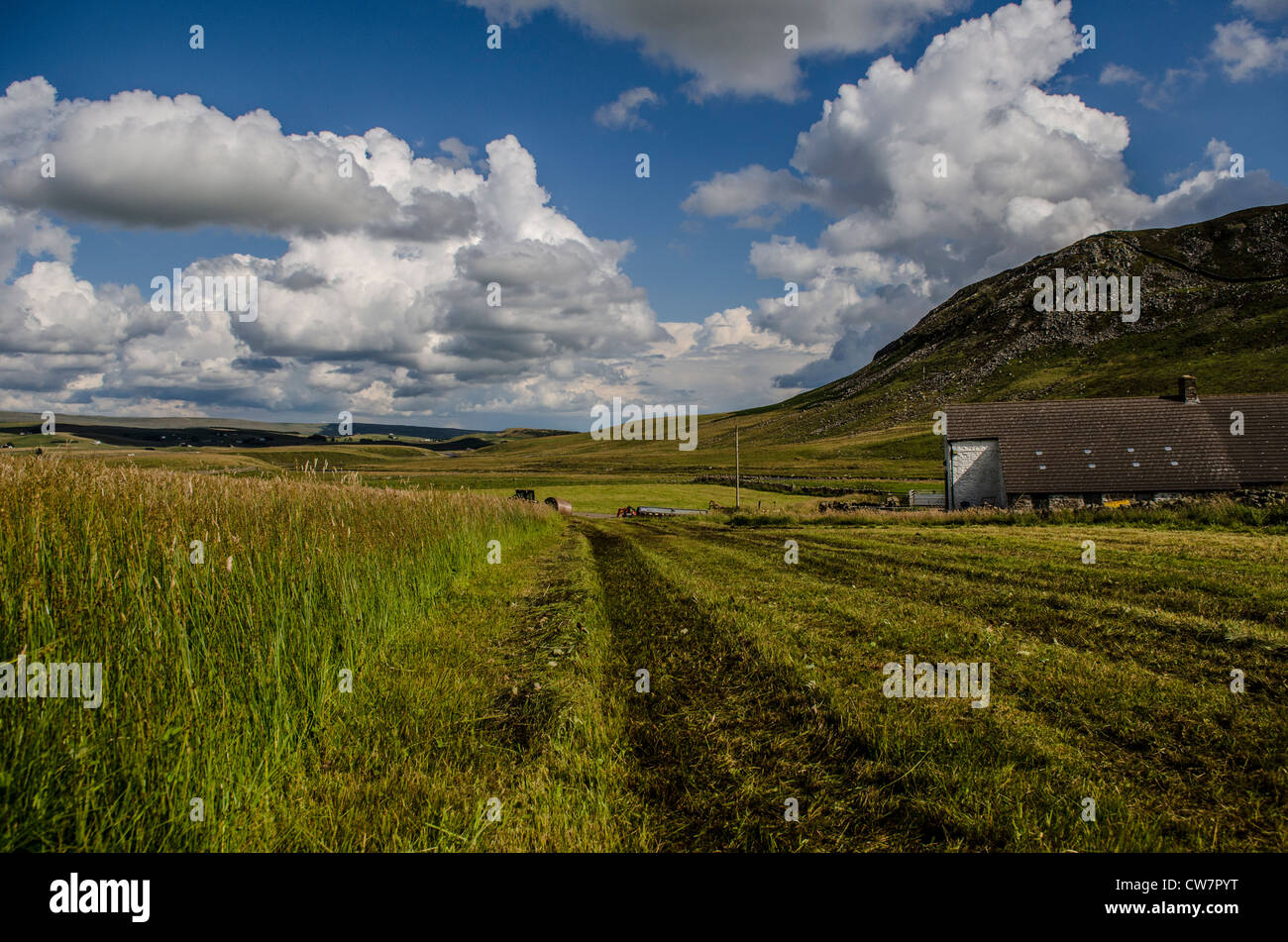 hay making teesdale Stock Photo