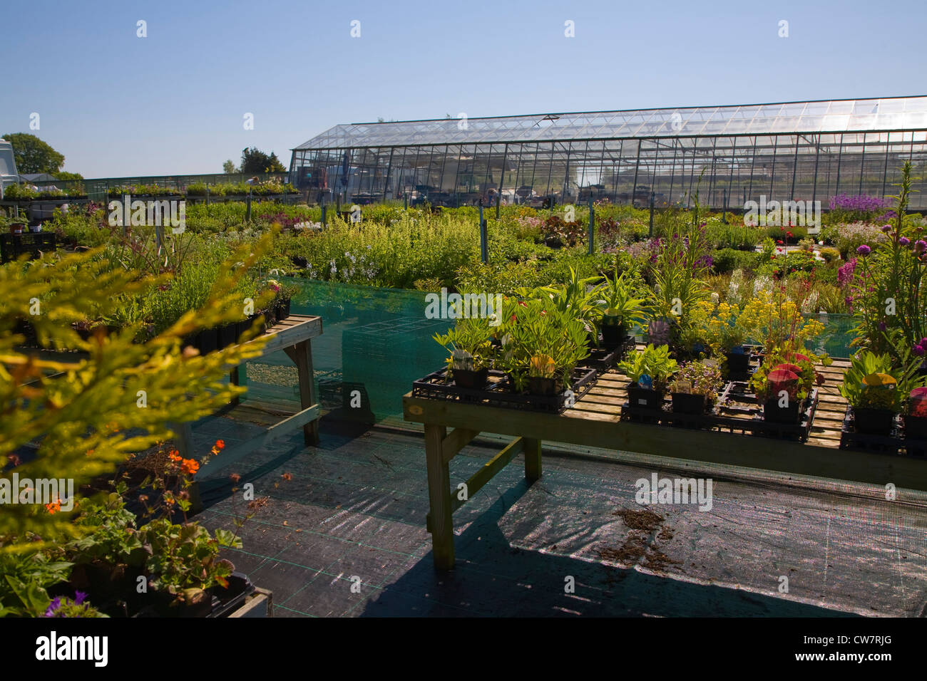 Plants Katie's Garden nursery Newbourne Suffolk England Stock Photo Alamy