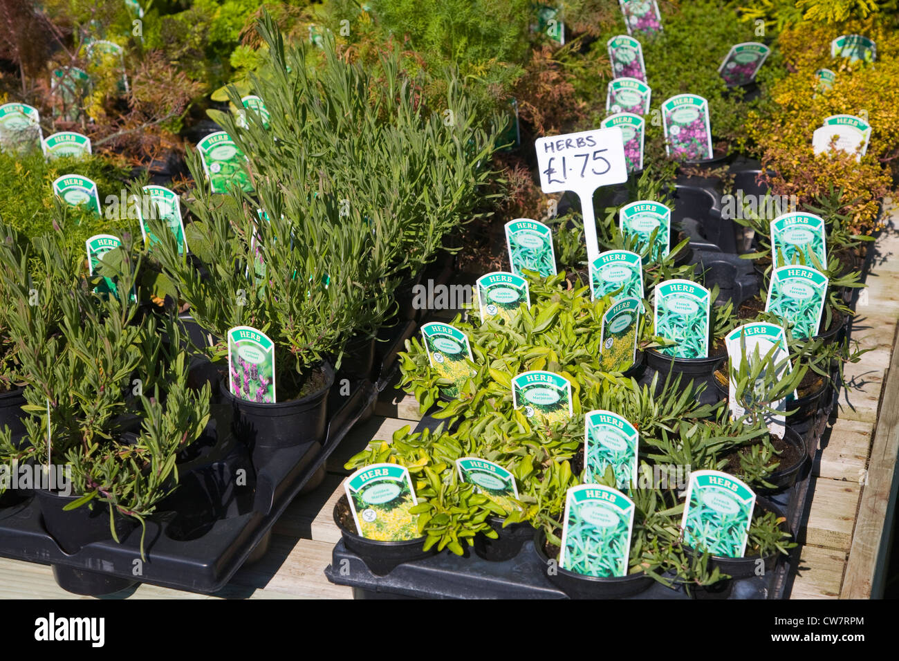 Plants Katie's Garden nursery Newbourne Suffolk England Stock Photo Alamy