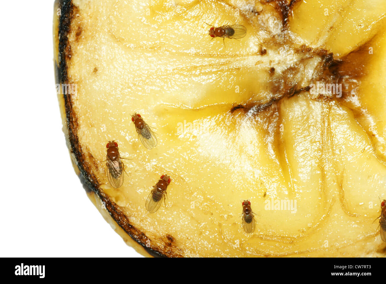 Macro of common fruit flies (Drosophila melanogaster) on piece of rotting banana fruit. Stock Photo
