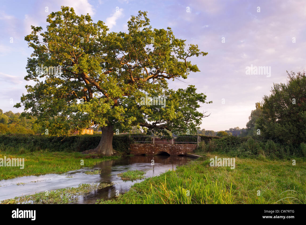 An old oak tree besides a bridge on a tributary stream for the river Arle in Hampshire, taken at sunrise. Stock Photo