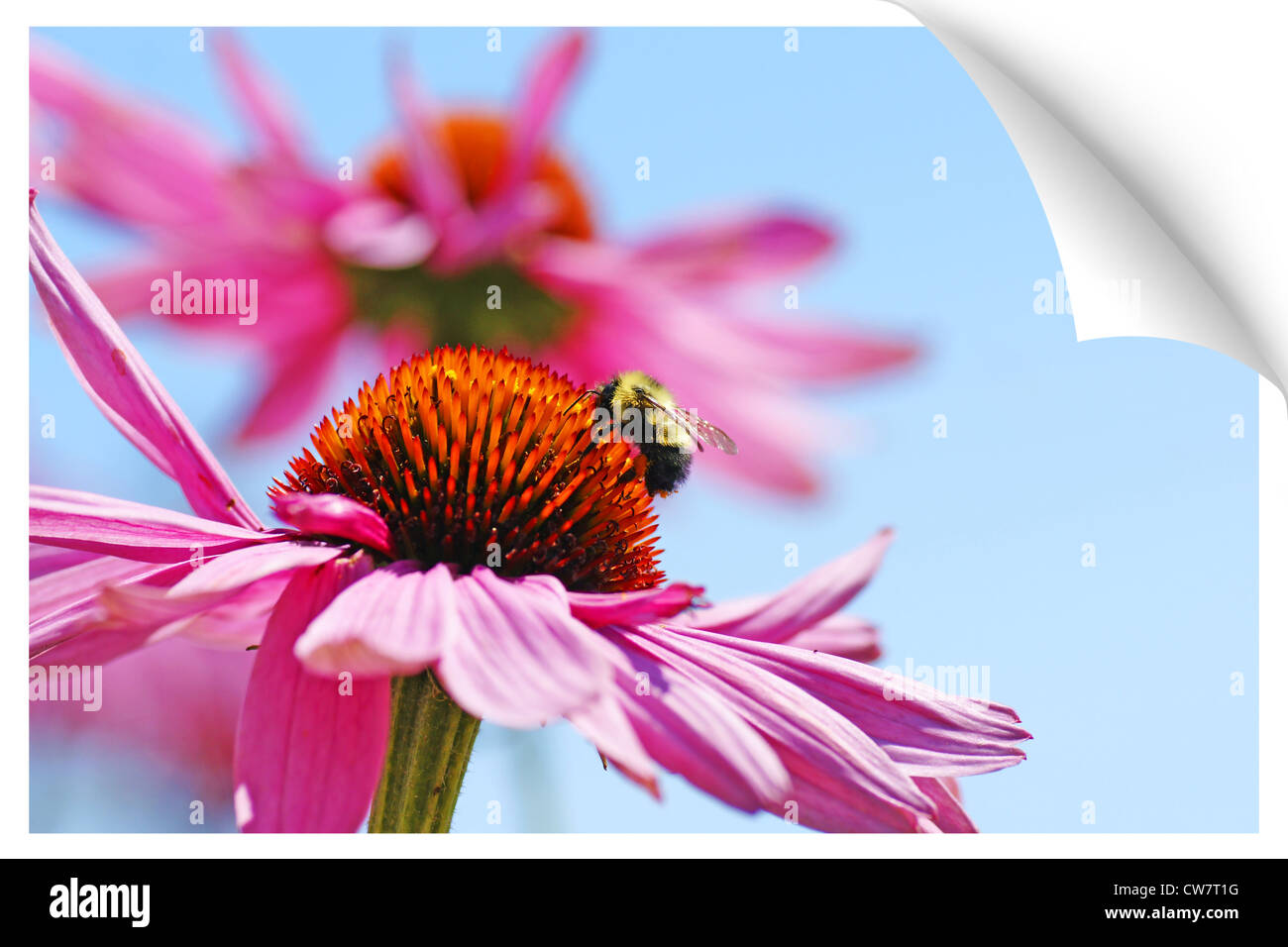 Print illusion of a bumblebee on coneflower Stock Photo