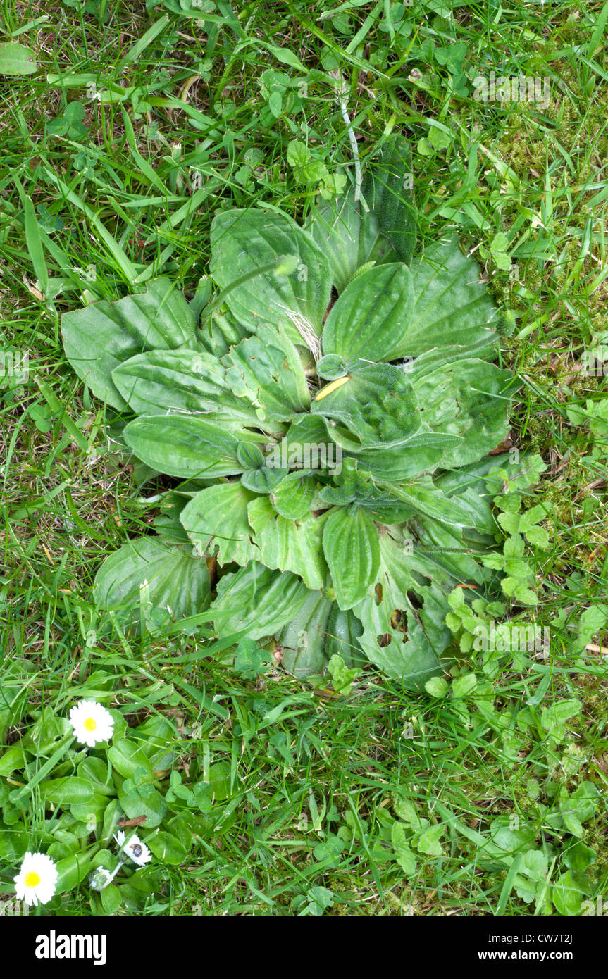Lawn weeds, Greater Plantain (Plantago major) Stock Photo