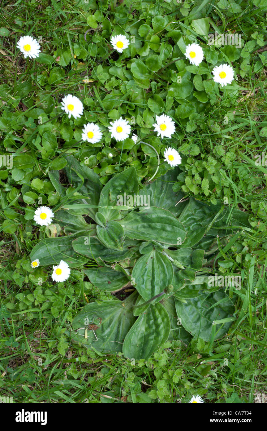 Lawn weeds, Daisy and Greater Plantain (Bellis perennis and Plantago major) Stock Photo