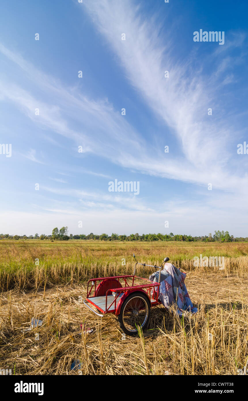 Bale golden straw in the field and blue sky Stock Photo - Alamy