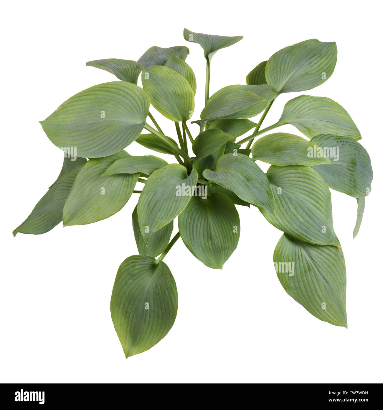 Large plant of blue-leaved hosta cultivar Guardian Angel isolated against white Stock Photo