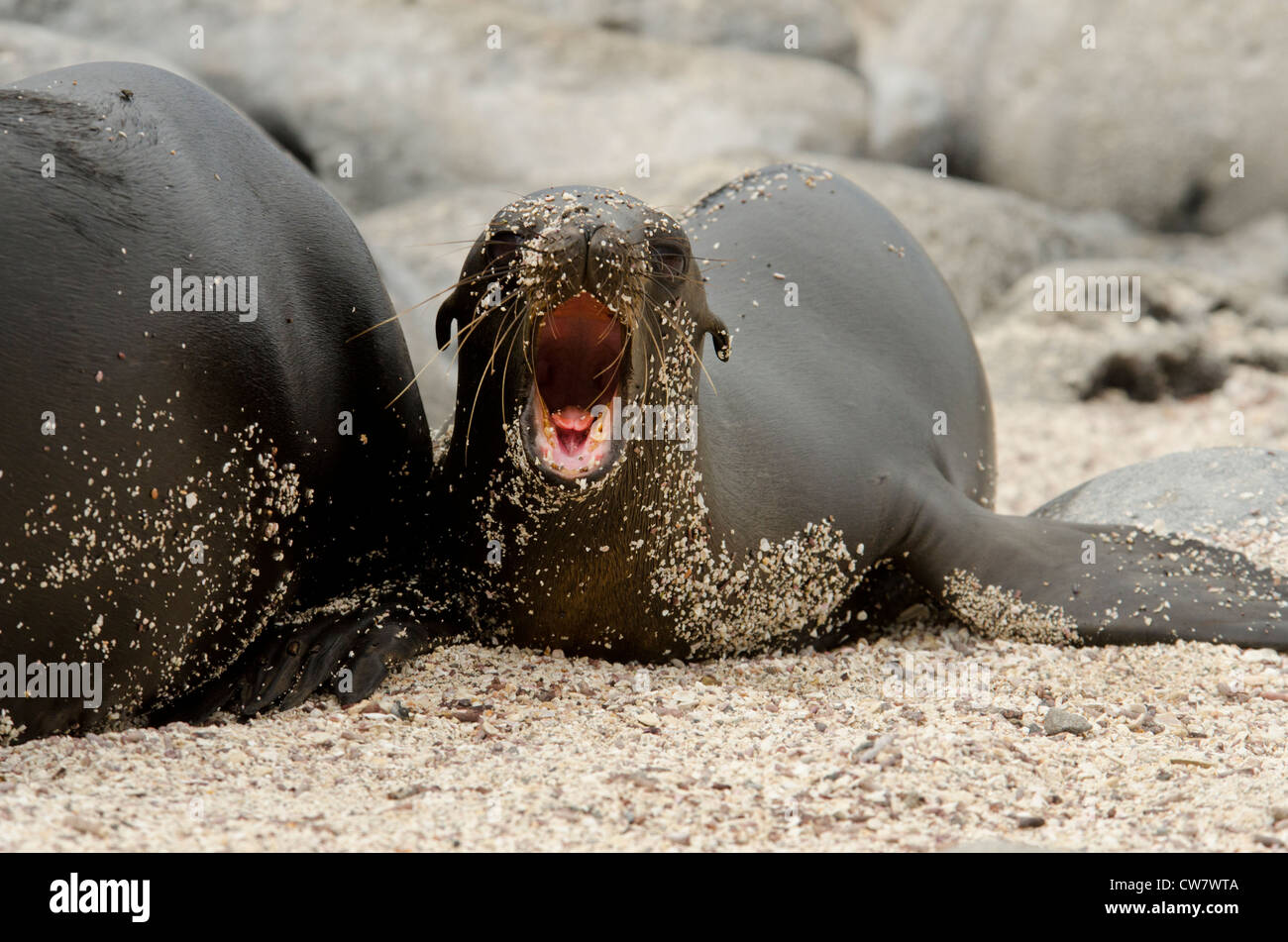Ecuador, Galapagos, Lobos Island. Endemic Galapagos Sea Lion pup with