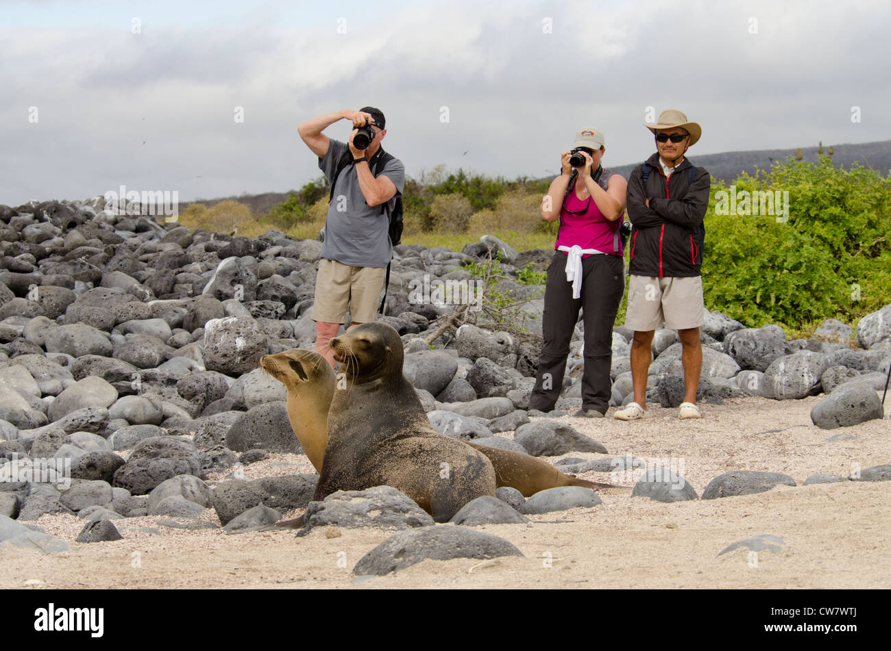 Ecuador, Galapagos, Lobos Island. Tourists on the beach with sea lions (Wild: Zalophus wollebacki). Stock Photo