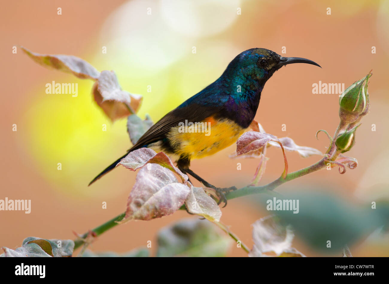 Медососовые птицы. Sunbird comparison. Sunbird iii. Sunbird comparison. Птицы медоносы австралии.