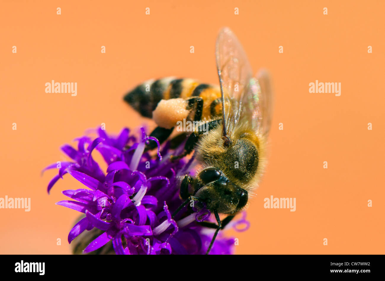 Honey bee pollinating a flower Stock Photo