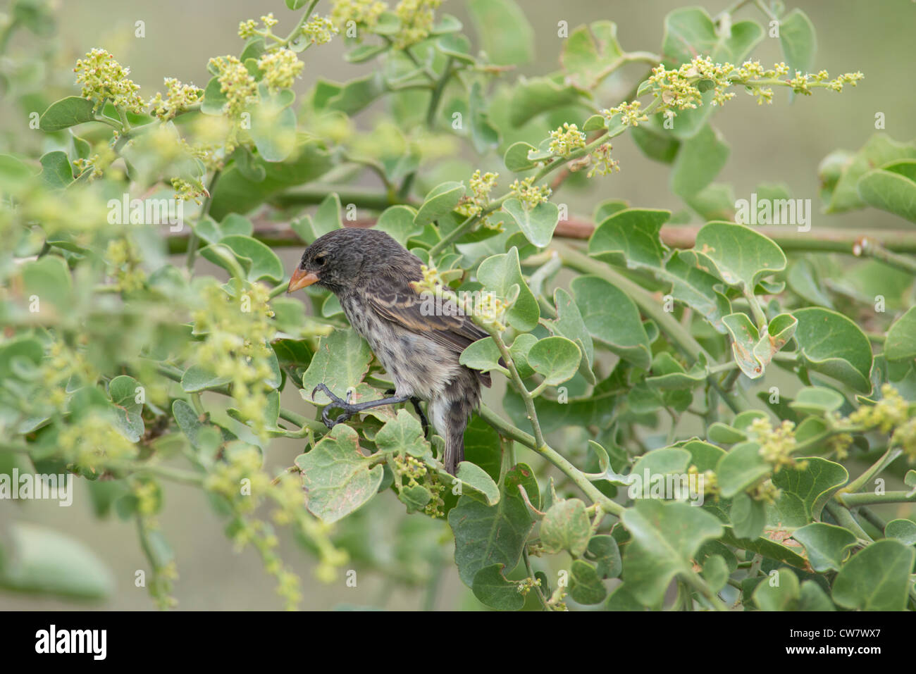 Ecuador, Galapagos, Lobos Island. Medium Ground Finch in tree (Geospiza fortis) Stock Photo