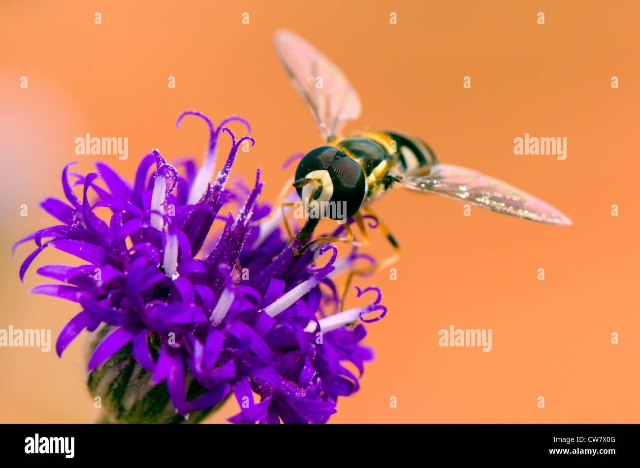 Hoverfly pollinating a flower Stock Photo