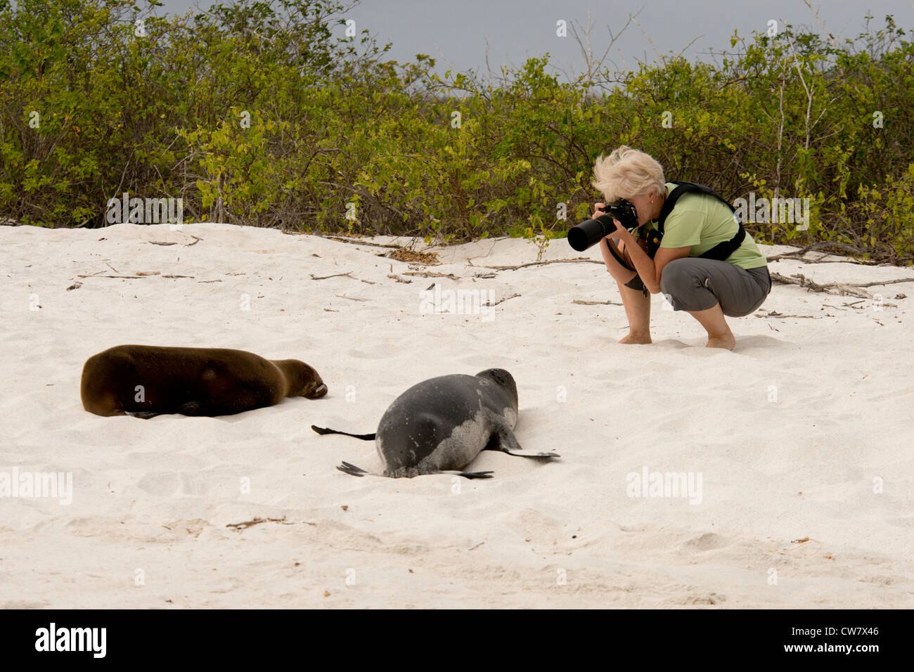 Ecuador, Galapagos, Espanola Island (aka Hood Island), Gardner Bay. Tourist with Galapagos sea lion. MR Stock Photo