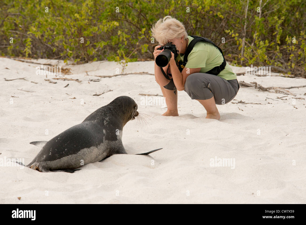 Ecuador, Galapagos, Espanola Island (aka Hood Island), Gardner Bay. Tourist with Galapagos sea lion. MR Stock Photo