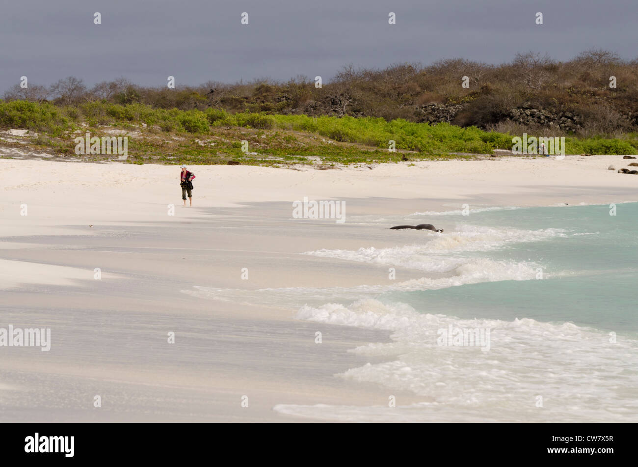 Ecuador, Galapagos, Espanola Island (aka Hood Island), Gardner Bay. Tourist on white sand beach with Galapagos sea lions. MR Stock Photo