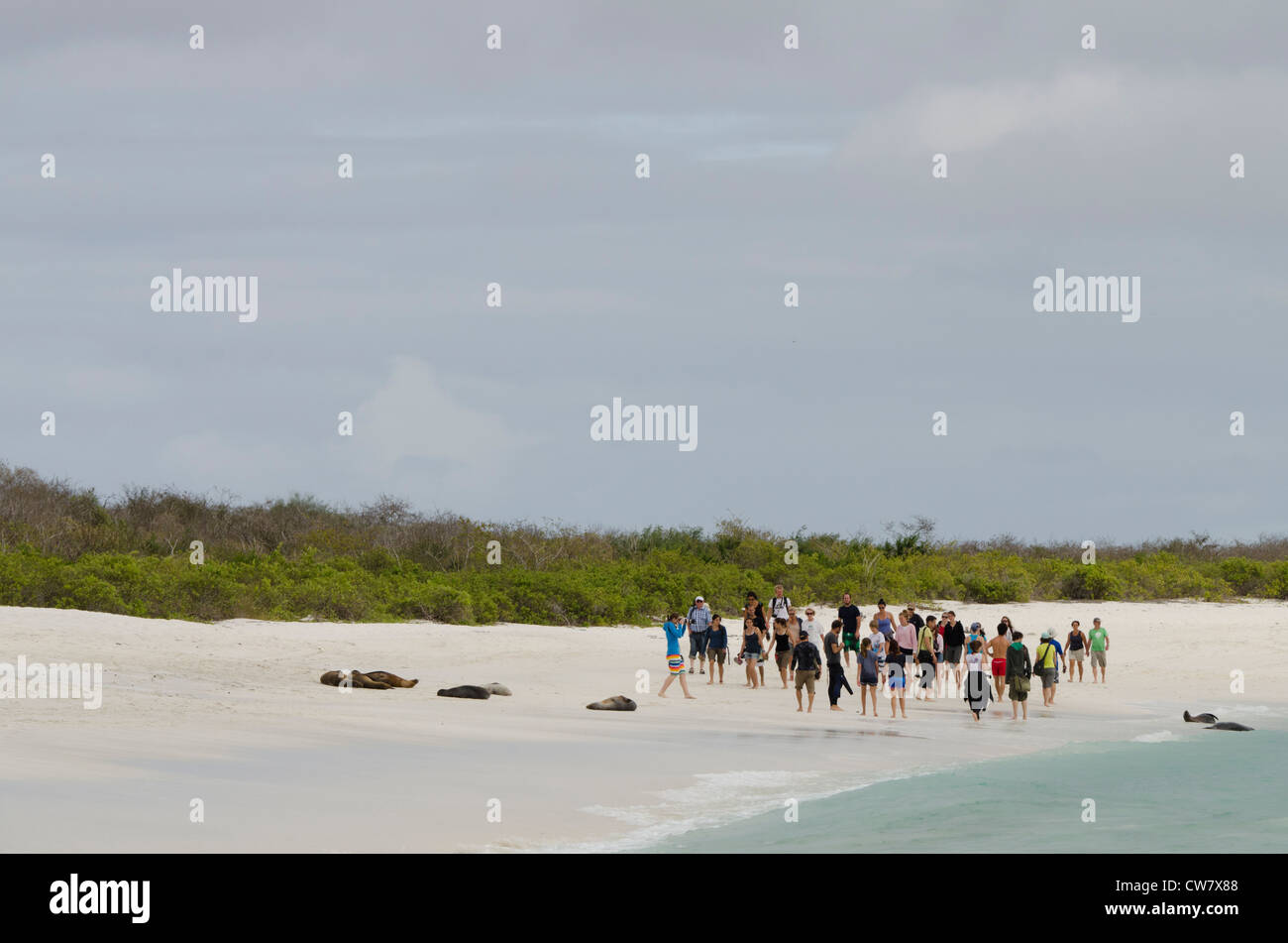 Ecuador, Galapagos, Espanola Island (aka Hood Island), Gardner Bay. Overcrowded Galapagos beach. Tourists around sea lions. Stock Photo