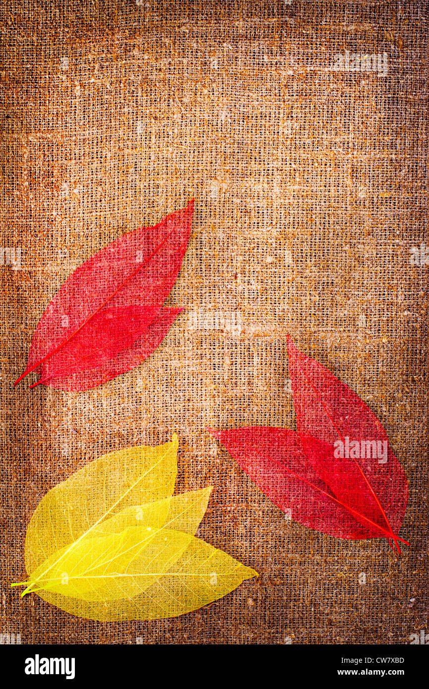 Grunge autumn background with dried leaves isolated on canvas Stock Photo