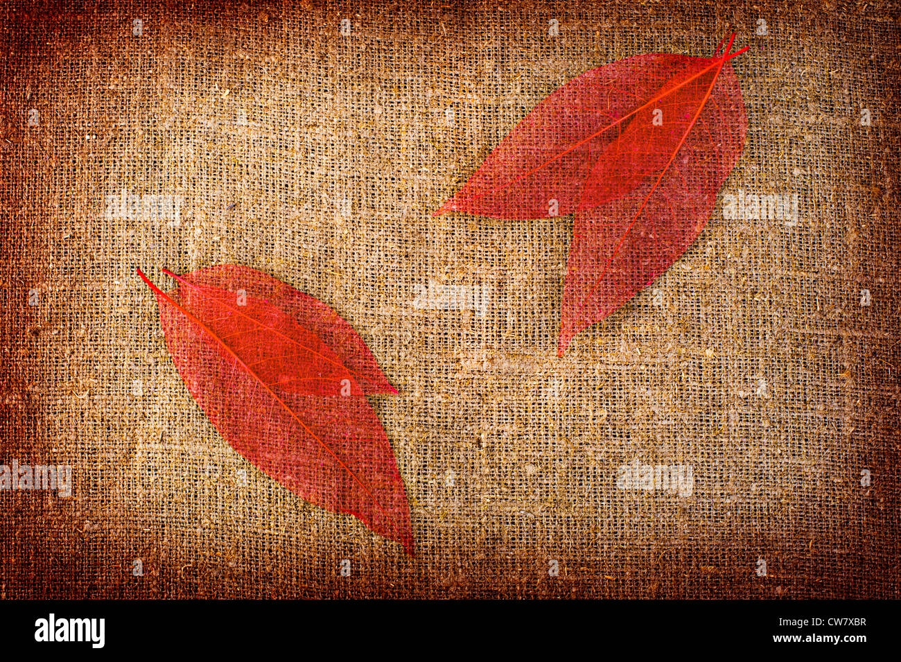 Grunge autumn background with dried leaves isolated on canvas Stock Photo
