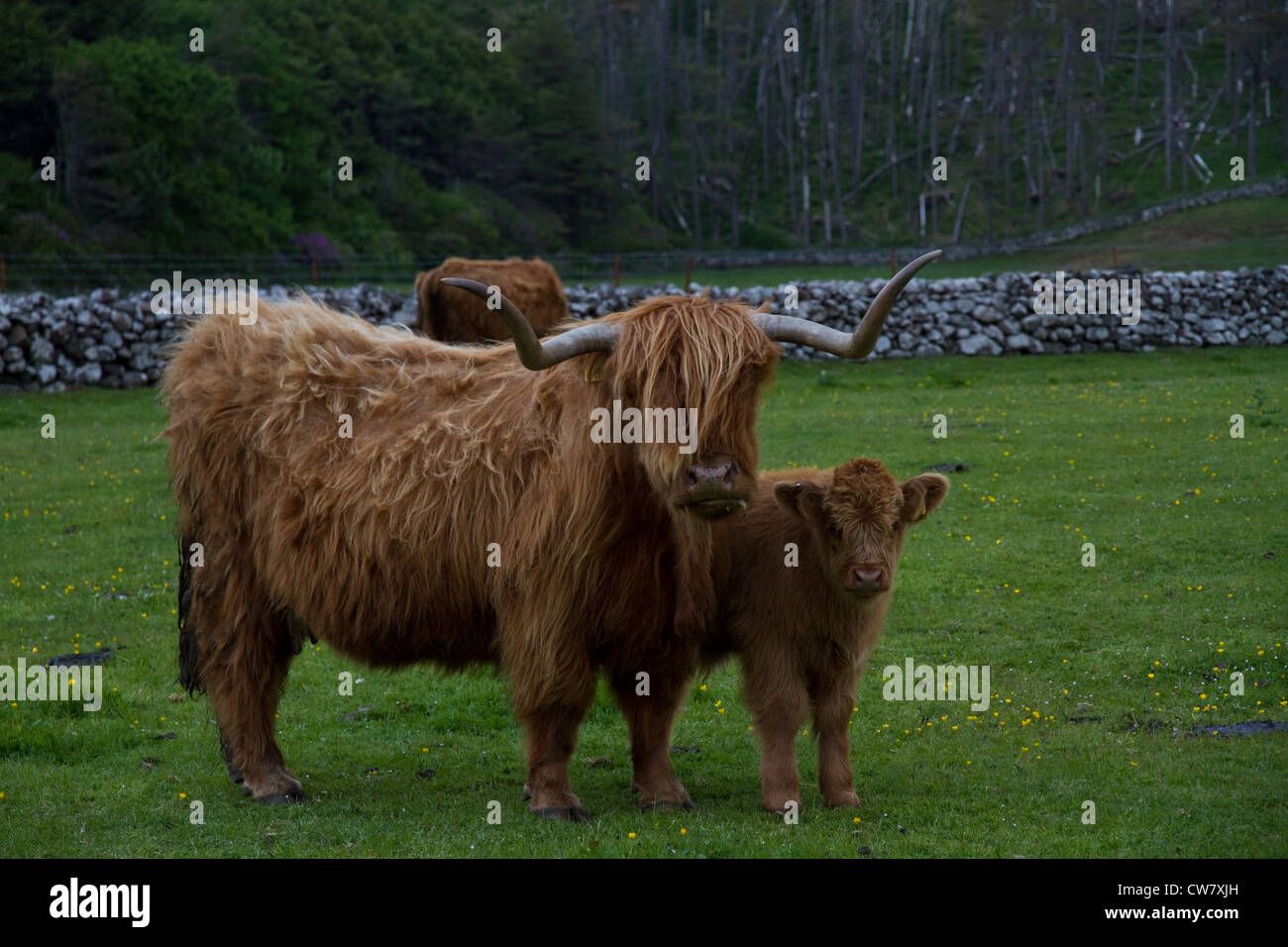 Highland cow and calf Stock Photo - Alamy