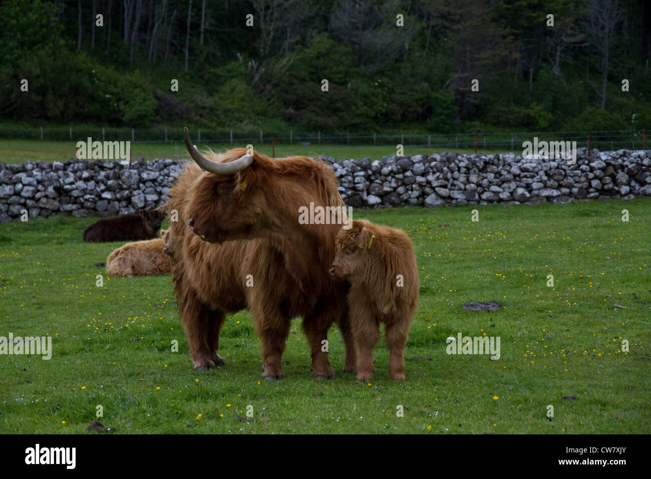 Highland cow and calf looking left Stock Photo - Alamy