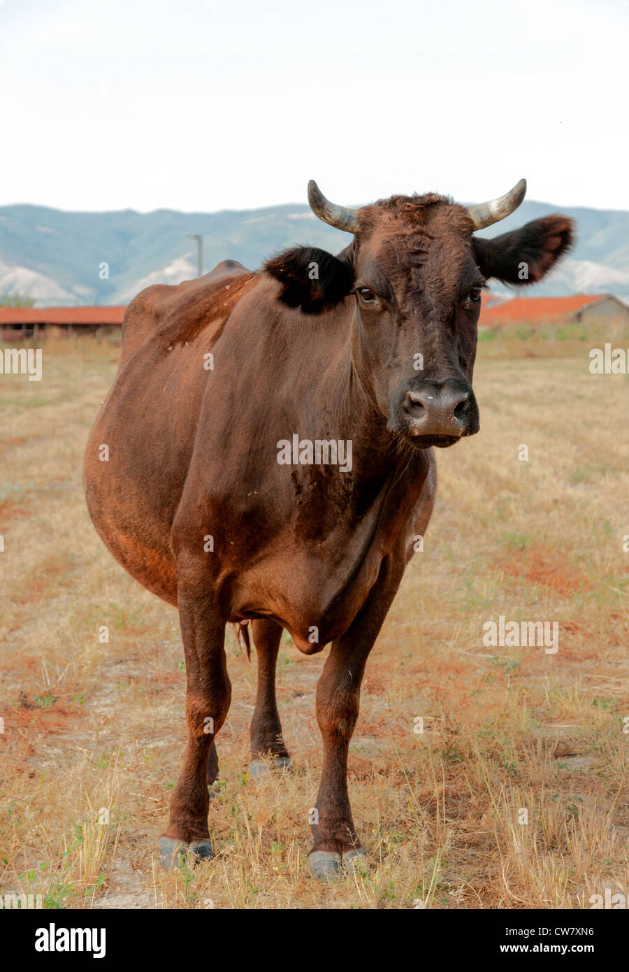 Cow standing on dry meadow by the river Stock Photo - Alamy