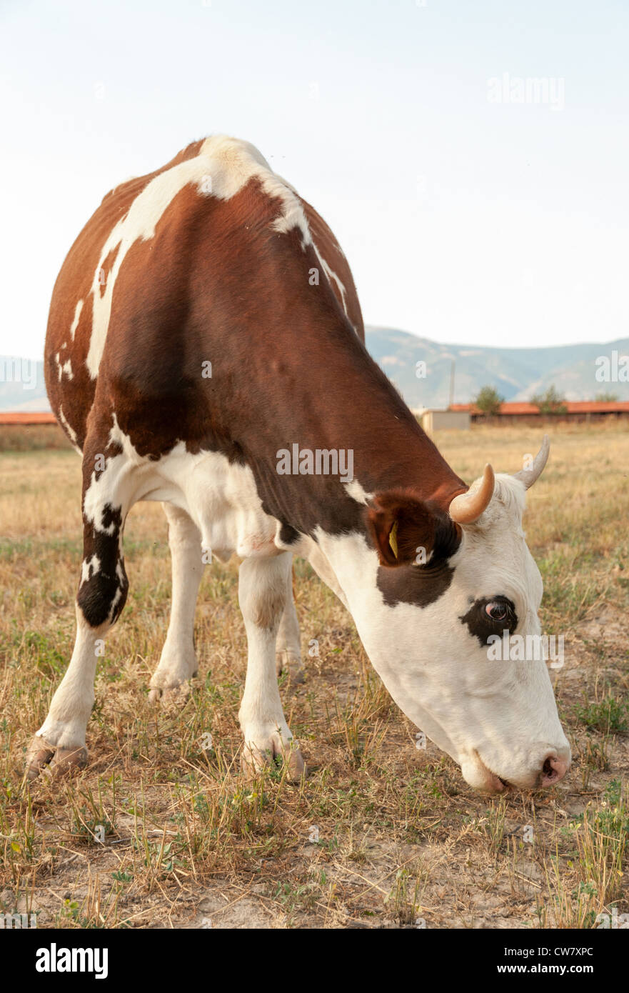 Cow standing on dry meadow by the river Stock Photo - Alamy