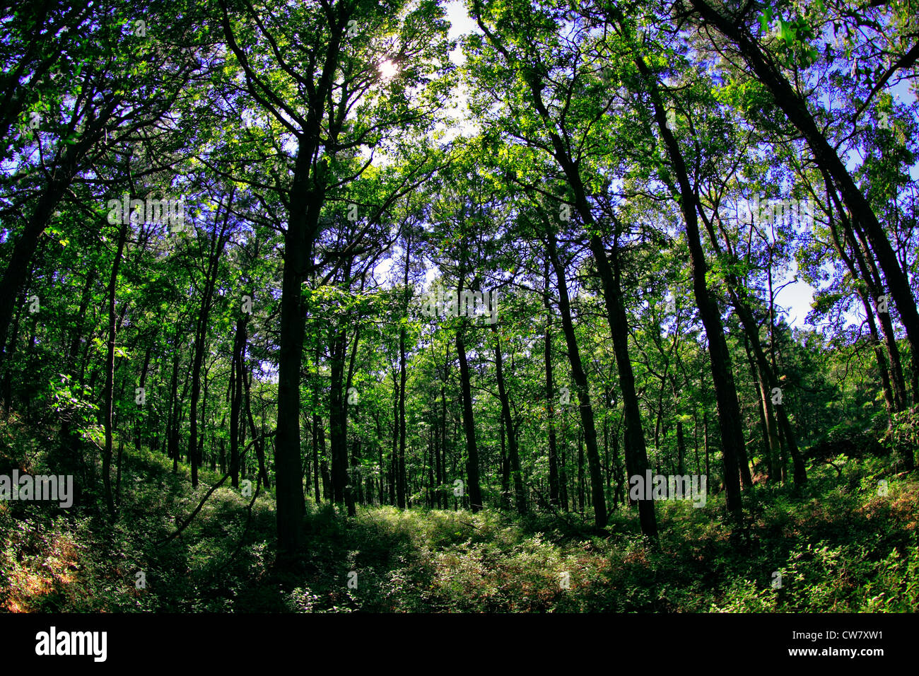 Pine barrens hires stock photography and images Alamy