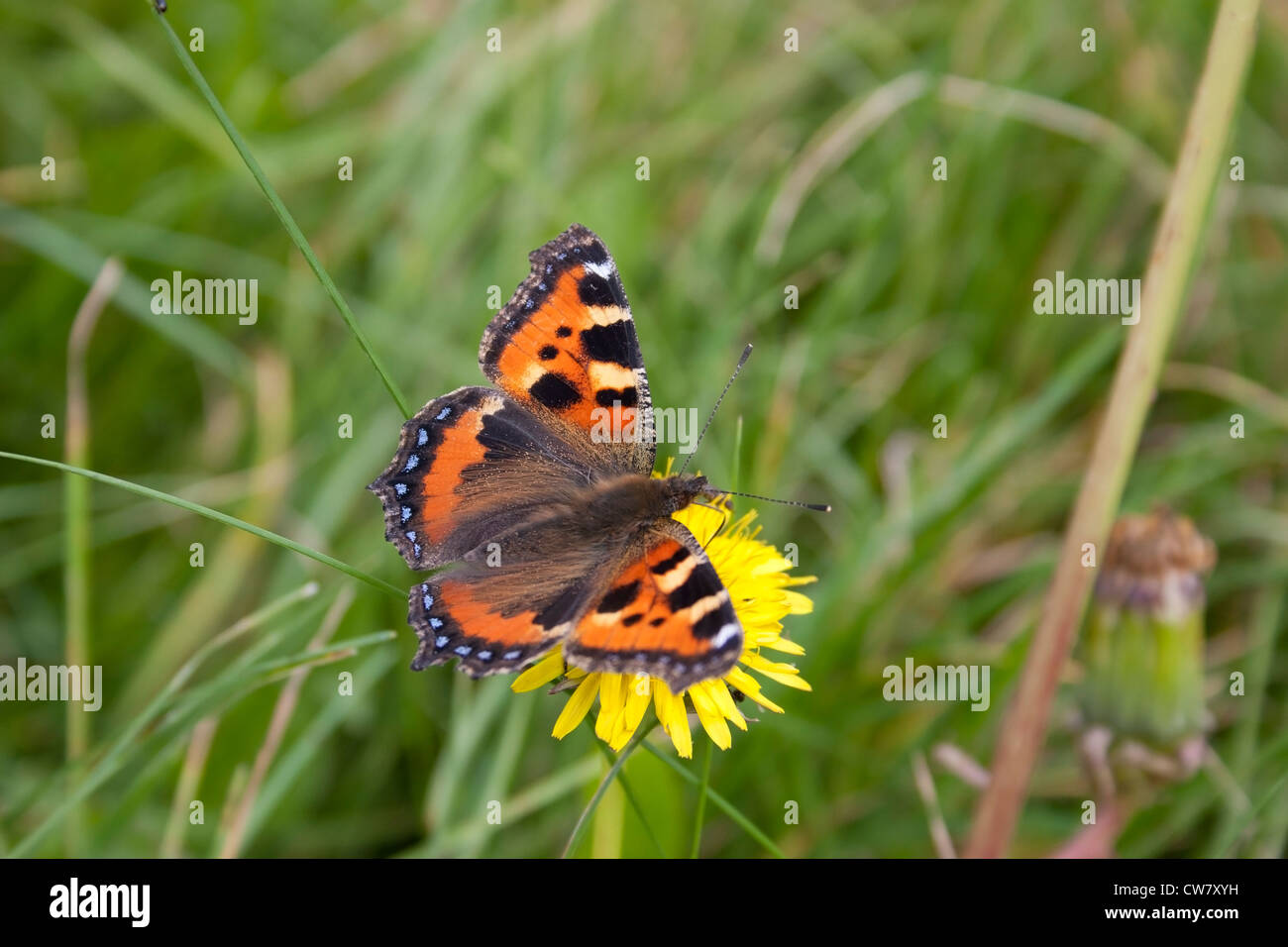 A small tortoiseshell butterfly photographed in the UK. Stock Photo