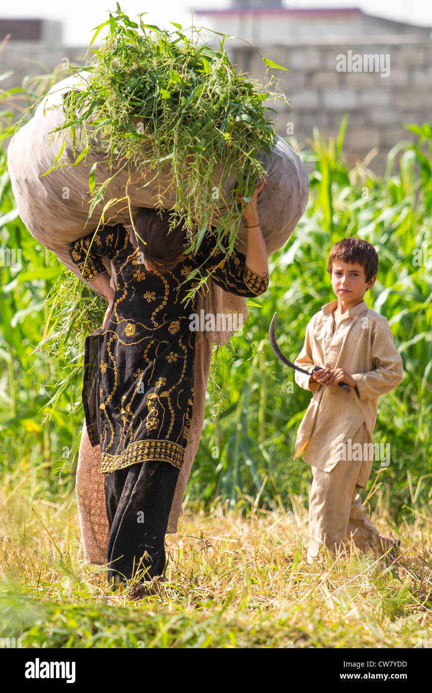 Harvesting in a field on the edges of Islamabad, Pakistan Stock Photo