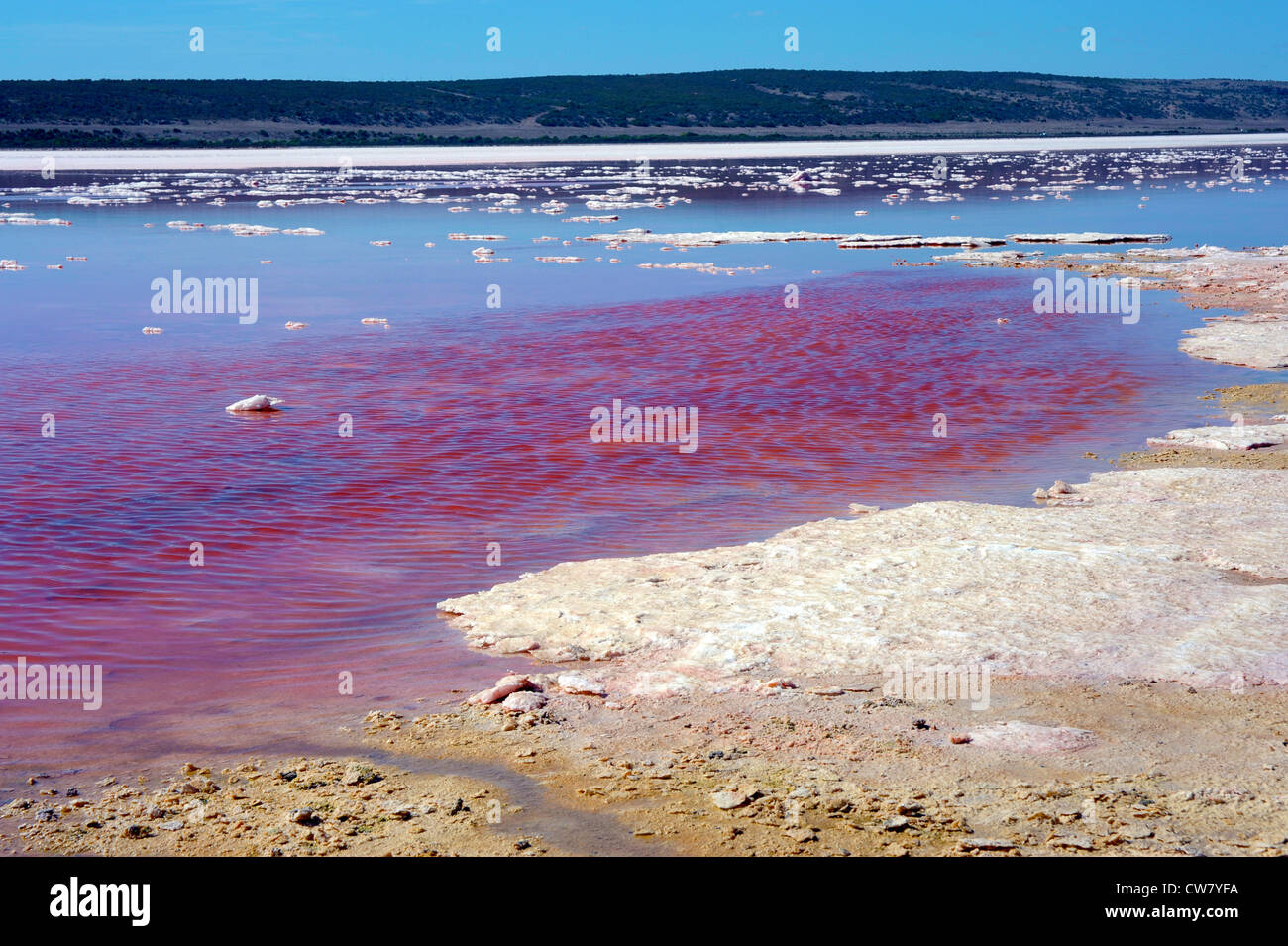 Lake Hillier: Pink Australian lake gets its colour from red and purple  microbes