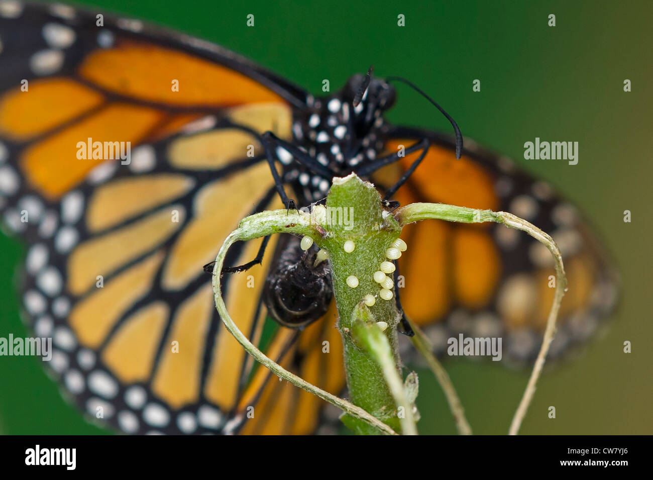 Butterfly Egg