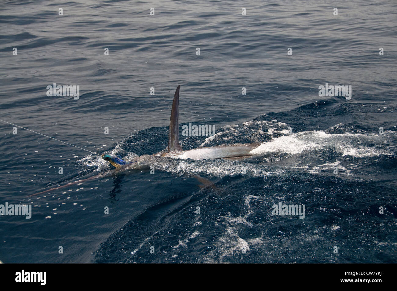 A 300 pound black marlin was fooled by the blue/green, skirted-rubber trolling plug in the Pacific Ocean. Stock Photo