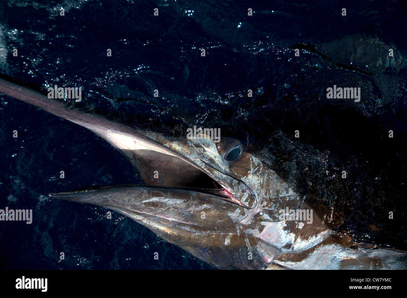 A 300 pound black marlin caught and released in the Pacific Ocean. Stock Photo